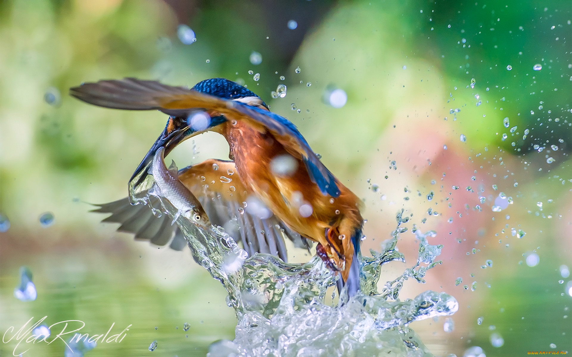 , , , , , alcedo, atthis, kingfisher, , , , 